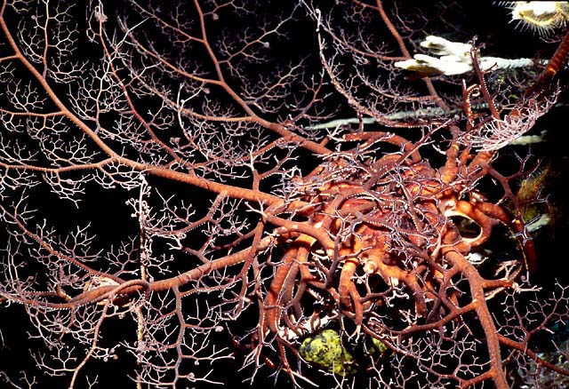 BASKET STAR : Astrophyton muricatum