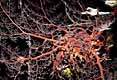 Basket Star