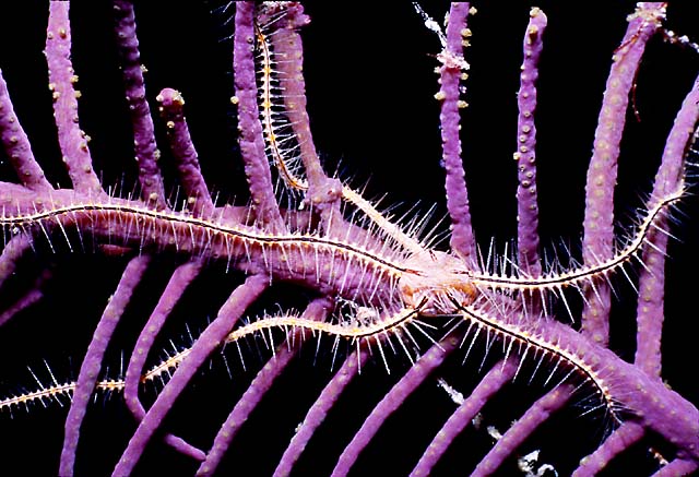 BRITTLE STAR : Phylum Echinodermata