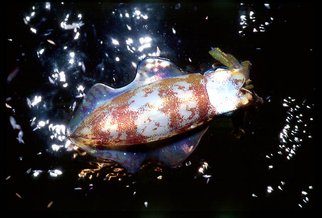 CARIBBEAN REEF SQUID : Sepioteuthis spioidea 