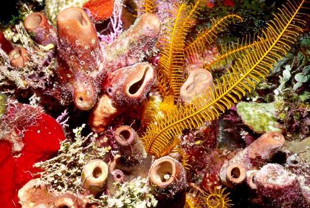 GOLDEN CRINOID : Nemaster rubiginosa