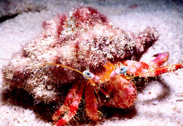 RED HERMIT CRAB : Paguristes cadenati 