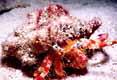 Red Hermit Crab