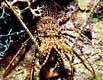 Spiny Lobster