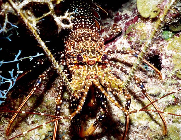 SPOTTED SPINY LOBSTER : Panulirus guttatus