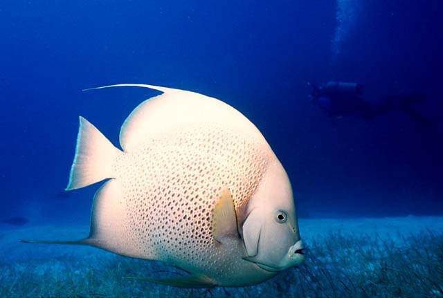 GRAY ANGELFISH : Pomachanthus arcuatus 