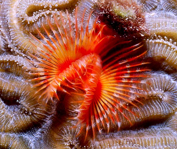 RED FAN WORM : Pomastegus stellatus 