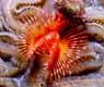 Red Fan Worm