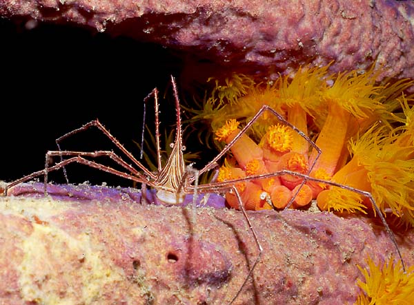 ARROW CRAB : Stenorhynchus seticornis