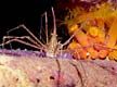 Arrow Crab