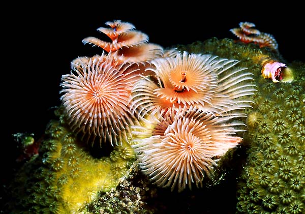 CHRISTMAS TREE  WORM : Spieobranchus grandis 