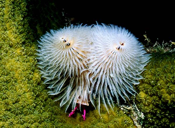 CHRISTMAS TREE  WORM : Spieobranchus grandis 