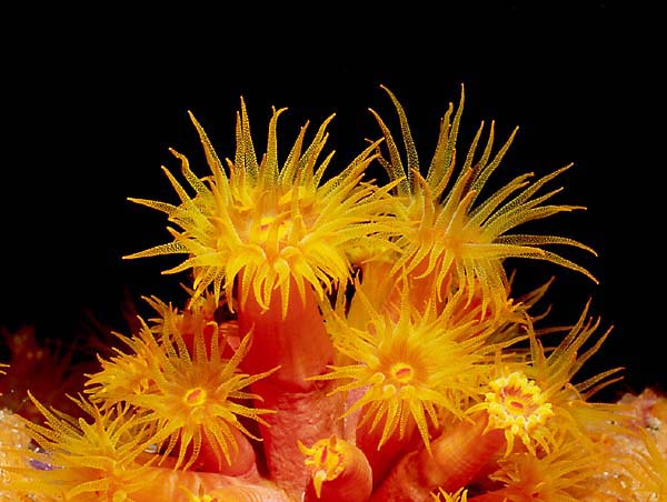 FLOWER CORAL : Acropa cervicornis 