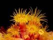Flower Coral
