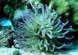 Sea Anemone