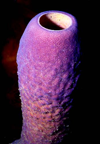  PURPLE TUBE SPONGE : Aplysina lacunosa