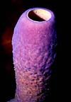 Tube Sponge