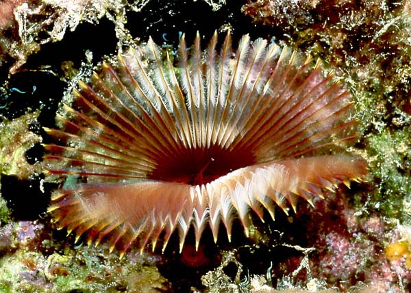 SPOTTED FEATHER DUSTER : Branchioma nigromaculata
