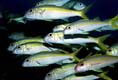 Yellow Goatfish