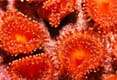 Club Anemone