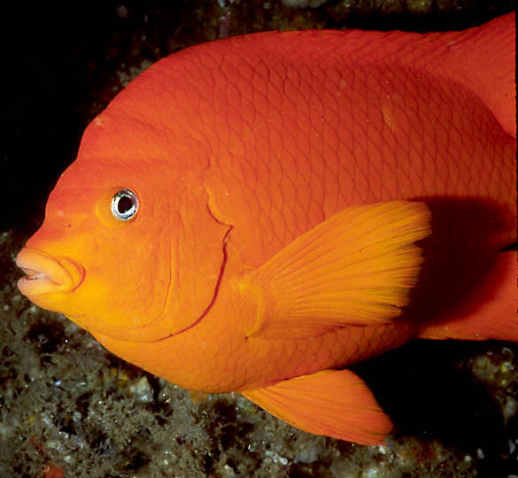 Garibaldi