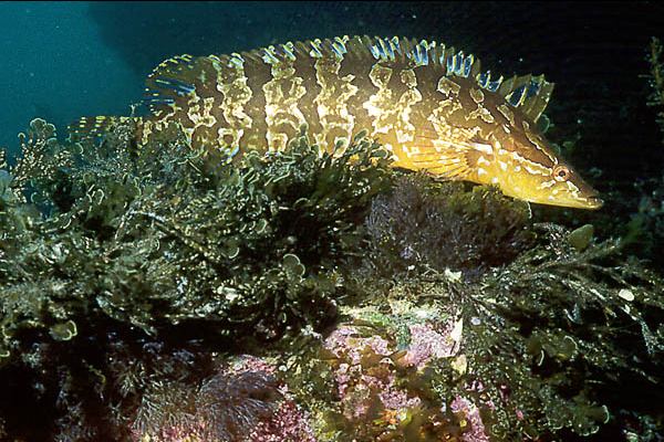 Giant Kelpfish