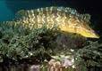 Giant Kelpfish