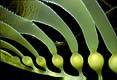 Kelp Stalk