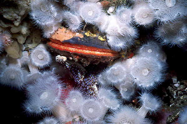 Giant Rock Scallop  : Hinnites giganteus 