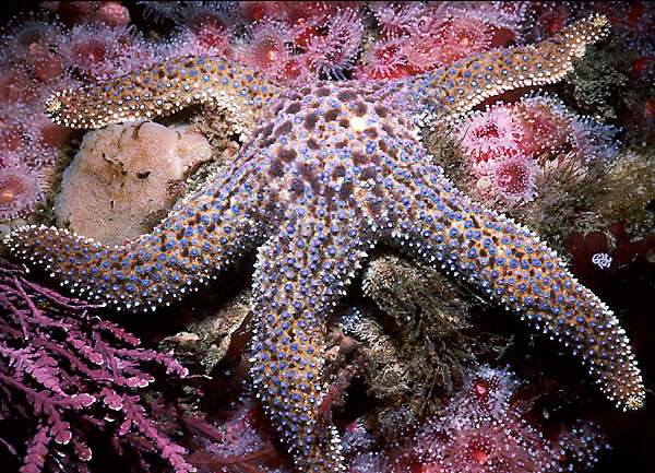 Giant Sea Star : Pisaster giganteus 