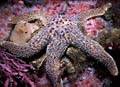 Sea Star