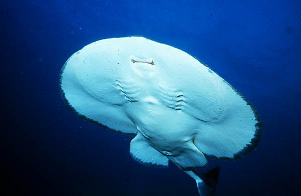 Pacific Electric Ray