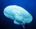 Electric Ray