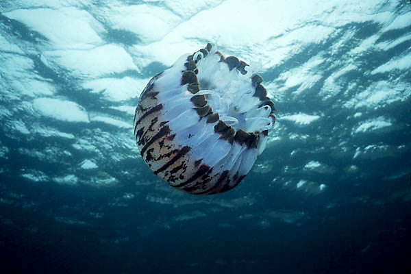 Purple Jellyfish