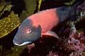 Sheephead