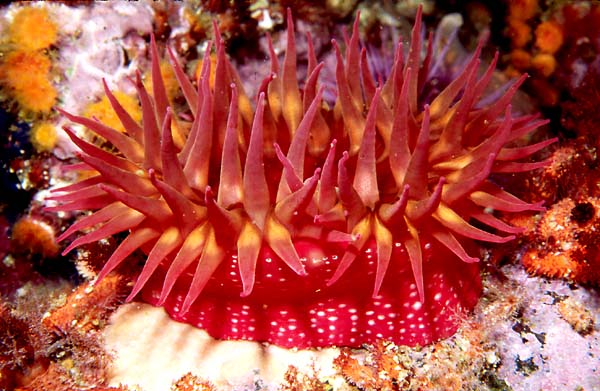 Strawberry Anemone