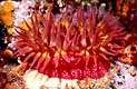 Sea Anemone