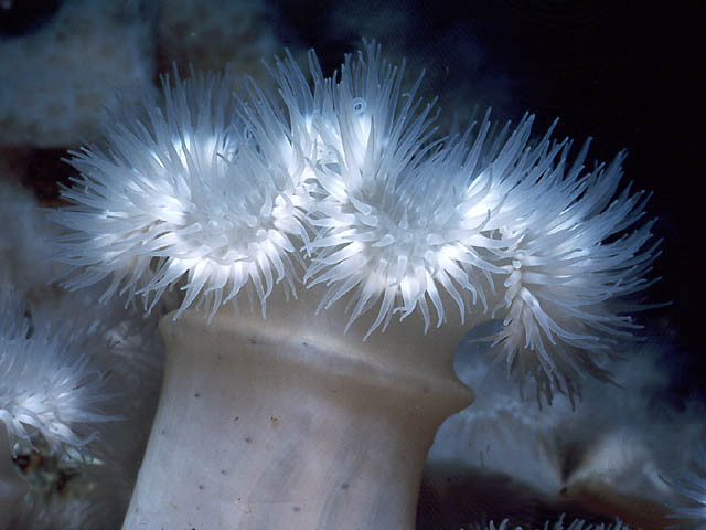 Anemone - Frilled Anemone - Metridium senile
