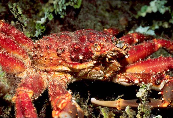 Catalina : Red Crab