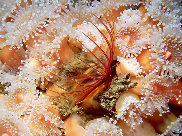 Cayman : Banded Coral Shrip