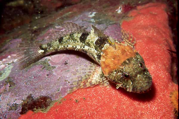 Snubnose Sculpin