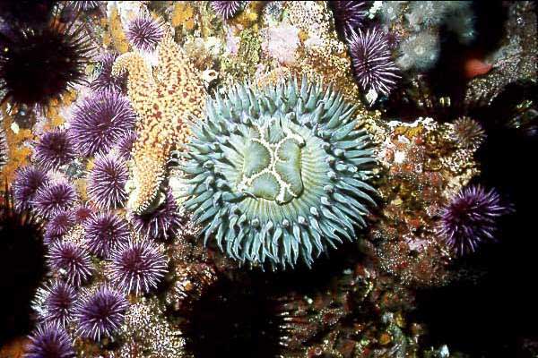 Giant Green Anemone