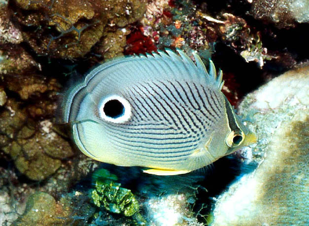 Belize : Foureye Butterfly