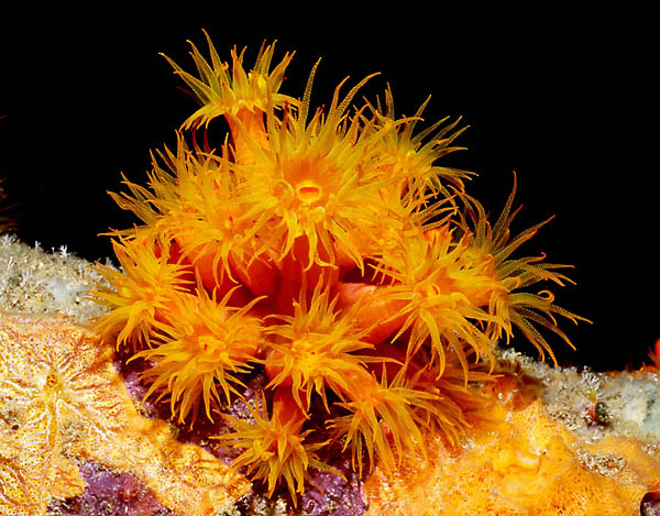 Bonaire : Yellow Colonial Anemone