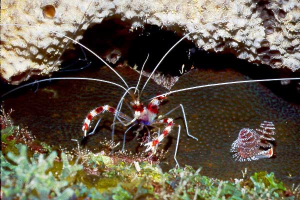 Cayman : Banded Coral Shrip-coral-shrip