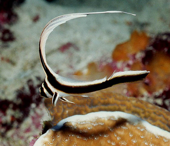 Cayman : Spotted Drum