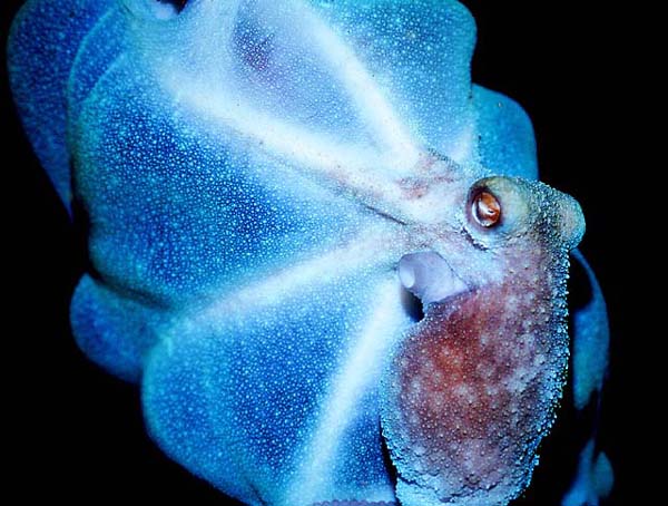 CARIBBEAN REEF OCTOPUS : Octopus briareus