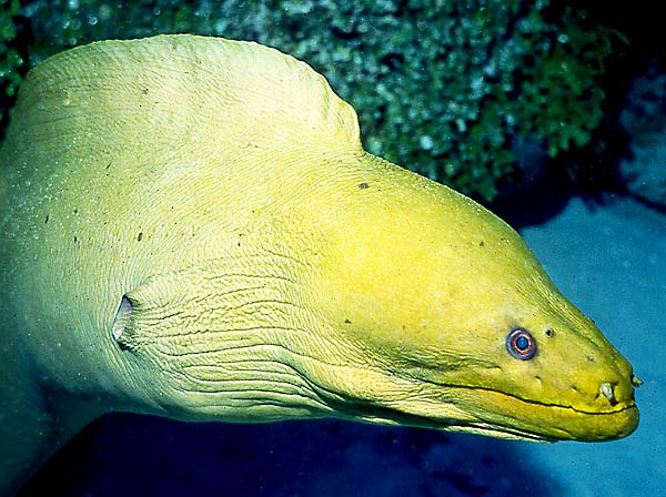 Green Moray