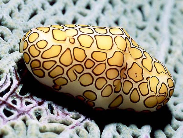 Flamingo Tongue