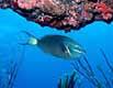 Queen Parrotfish